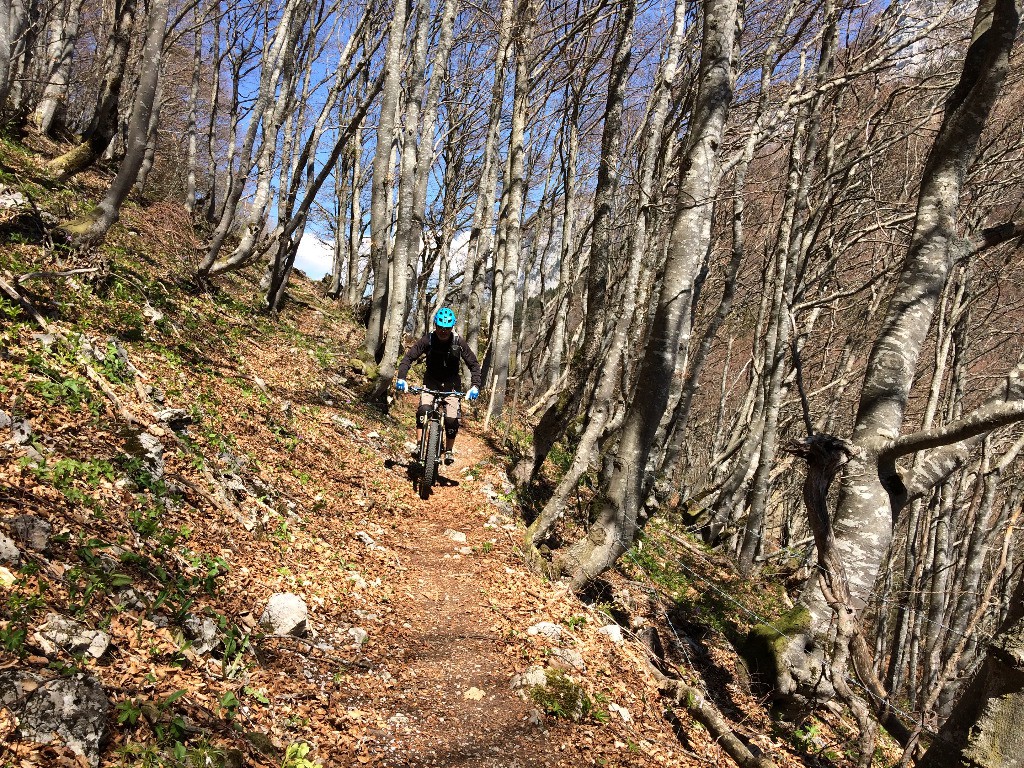 Début de la forêt des Millières