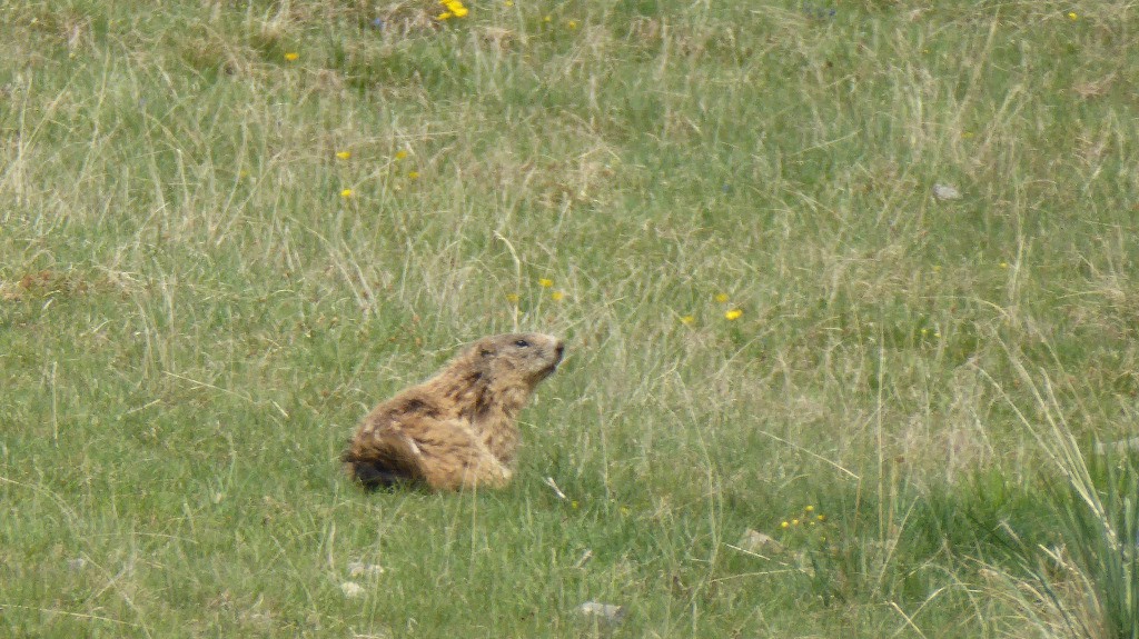 #7 Marmotte Marmotte