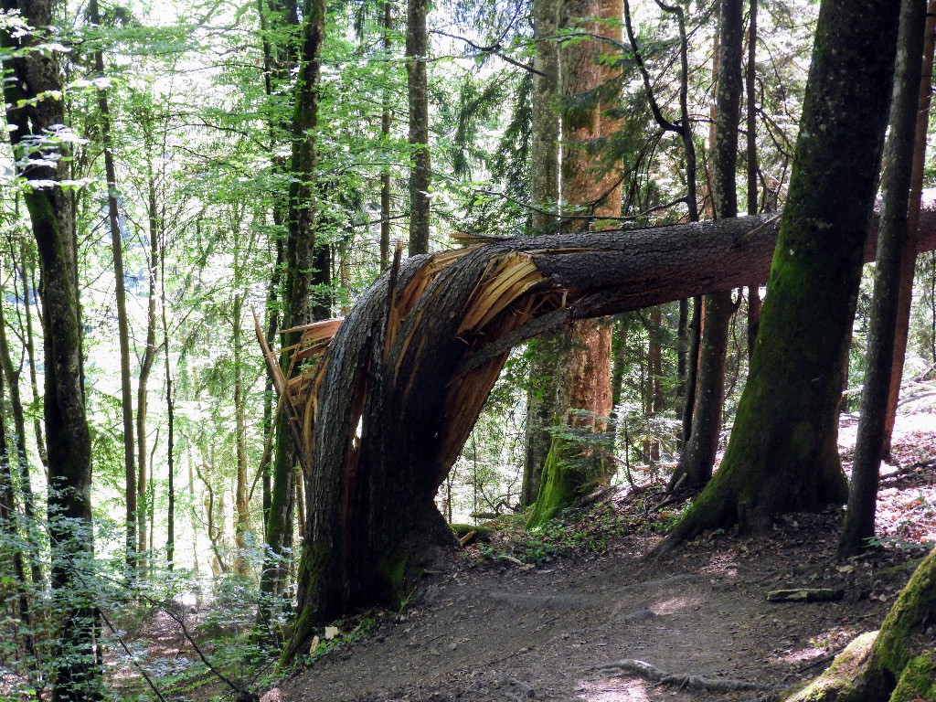 Un arbre qui a trop joué au scoubidou