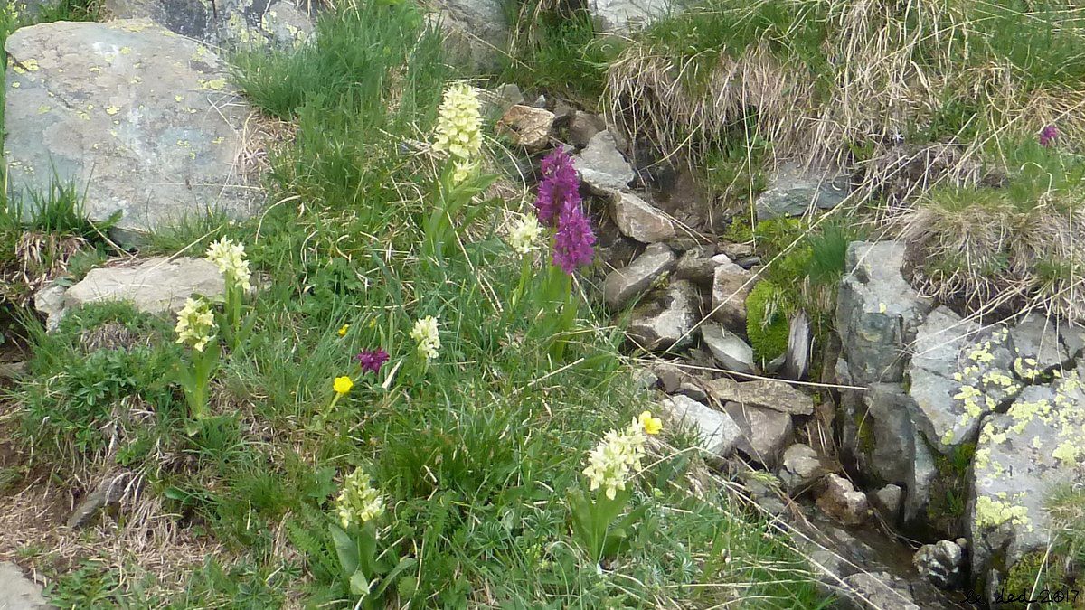 #1 orchidées orchidées
