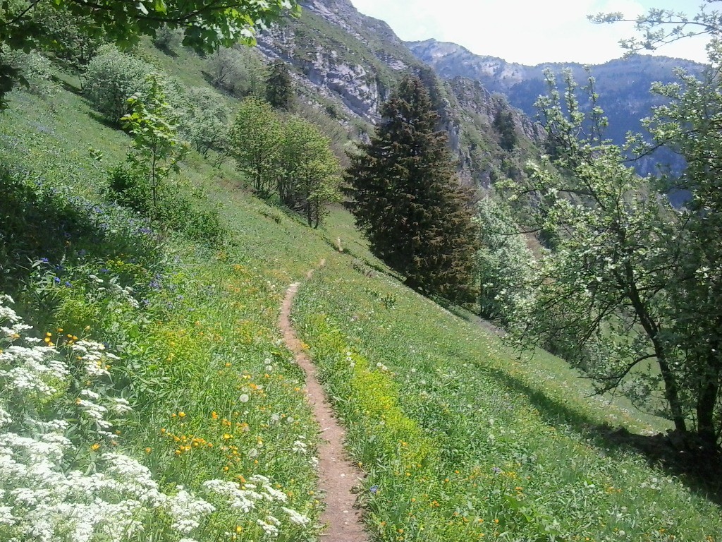 #4 Joli sentier en direction du collet de Malpassant Joli sentier en direction du collet de Malpassant