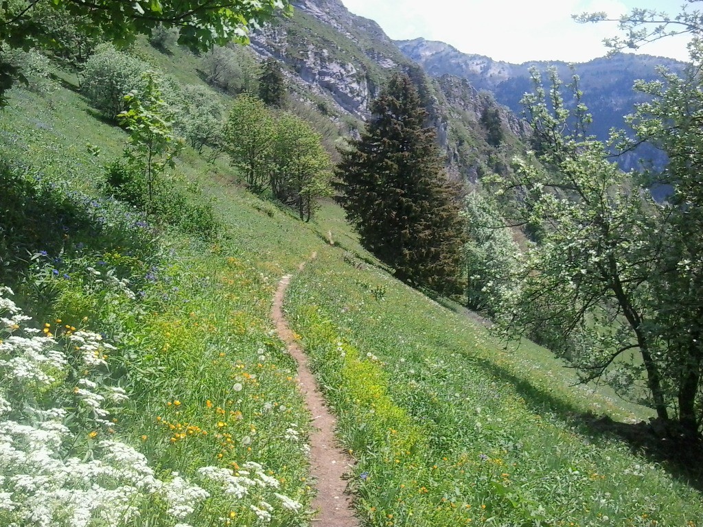 Joli sentier en direction du collet de Malpassant