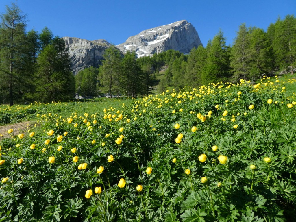 #6 Alpages fleuris Alpages fleuris