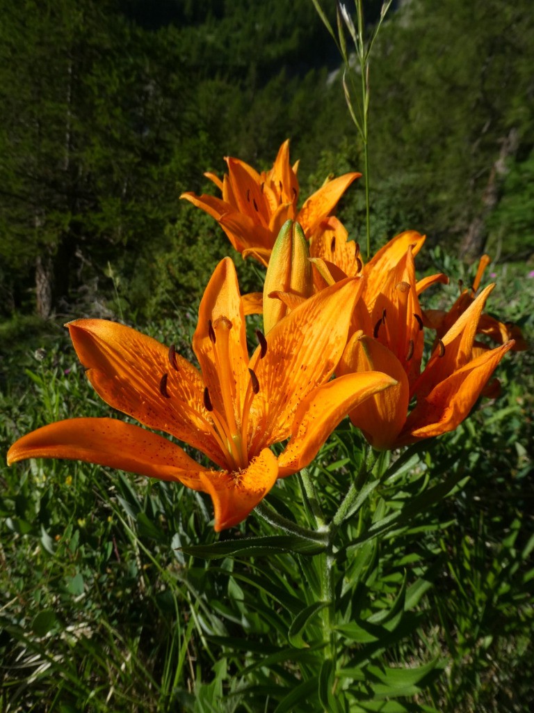 #2 Lys orangé Lys orangé