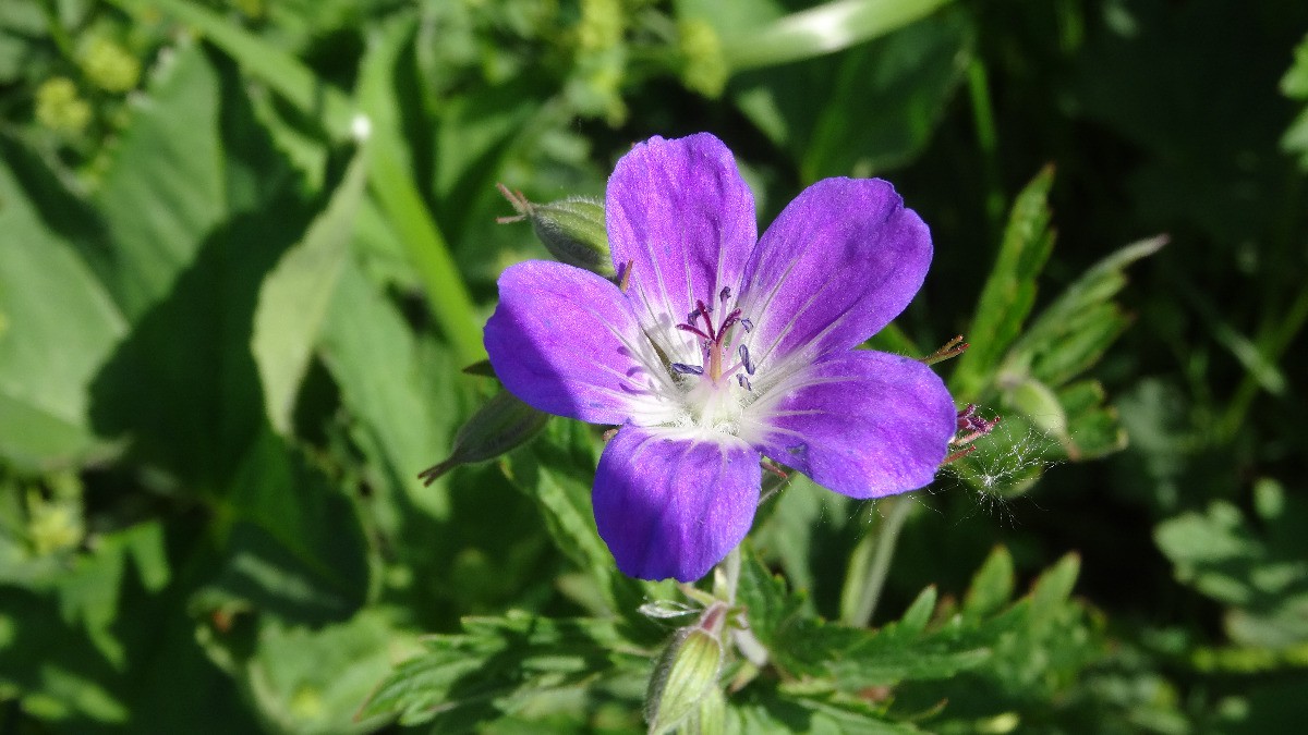 Géranium herbe à Robert ?