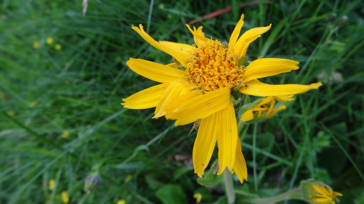 #18 Arnica montana ? Arnica montana ?
