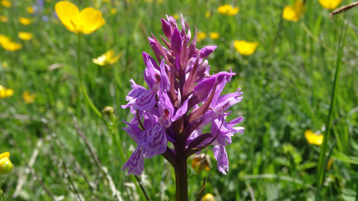 #9 Orchidée Orchidée