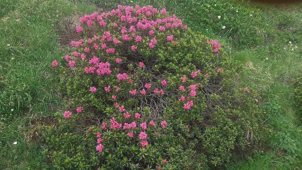 Rhododendrons