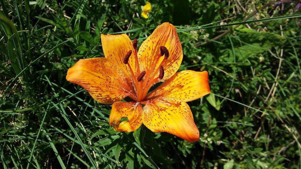 #30 Lis orangé Lis orangé