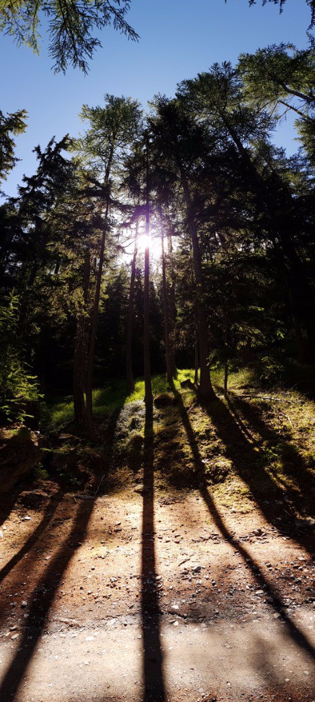 de la belle forêt de mélèze