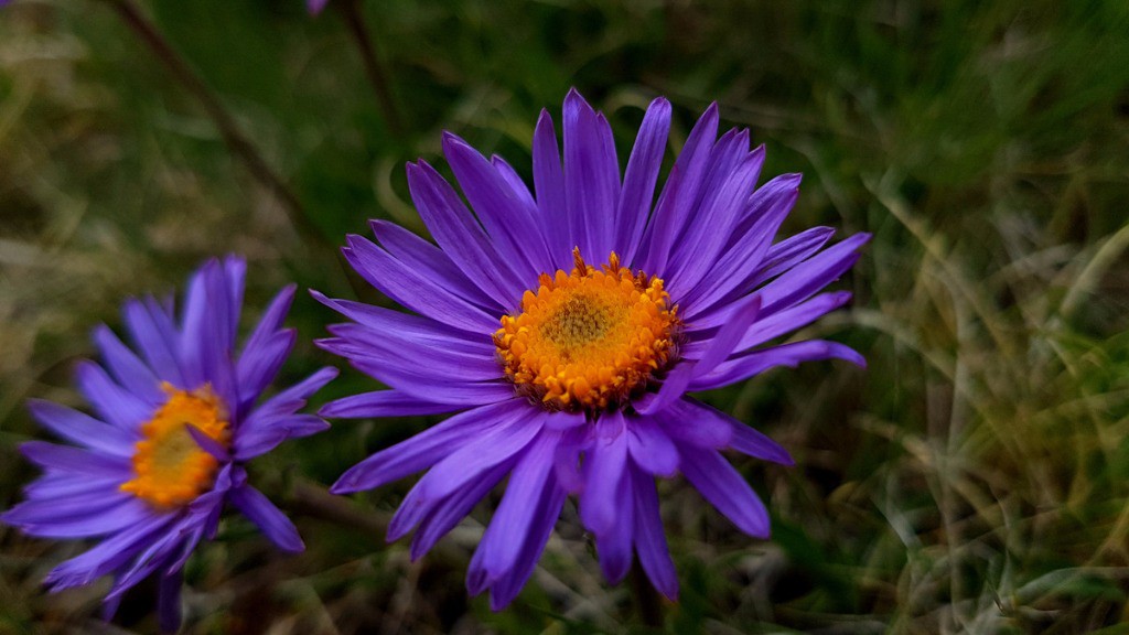 Aster des Alpes