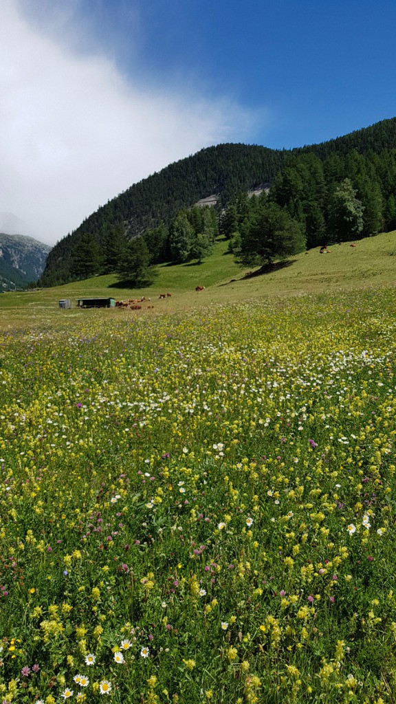 Comme dit l'apiculteur, pas de fleur cette année...