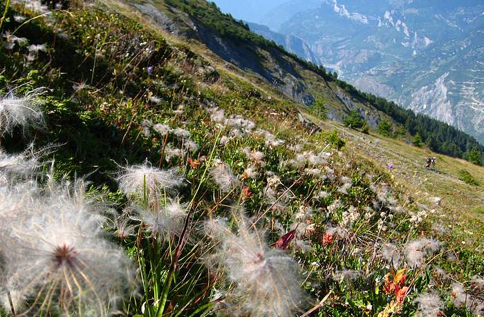 Casse Massion : Des alpages au fond de vallée