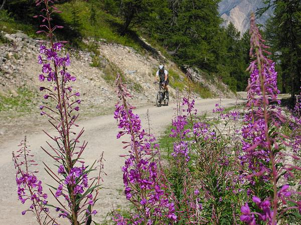 Casse Massion : Montée roulante sur la piste des Plagnes