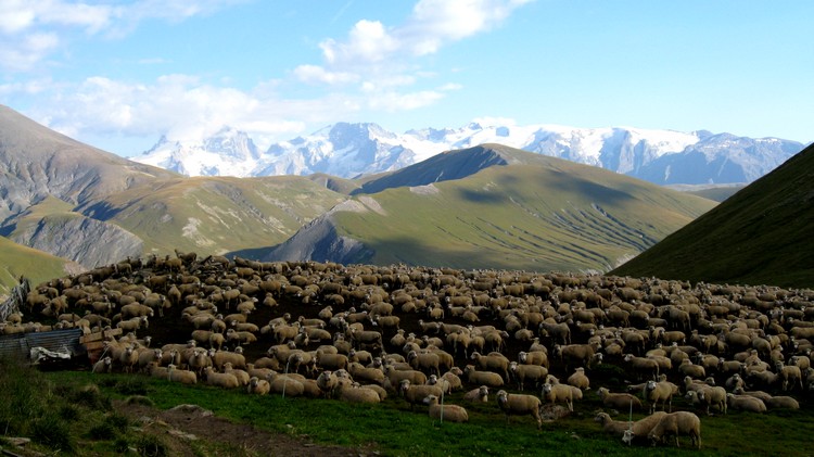 #27 Les moutons sont couchés : Et les patous pas ici Les moutons sont couchés : Et les patous pas ici