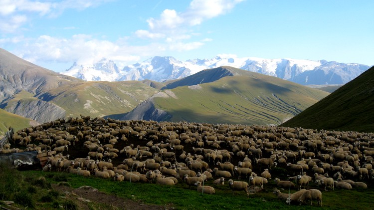 Les moutons sont couchés : Et les patous pas ici