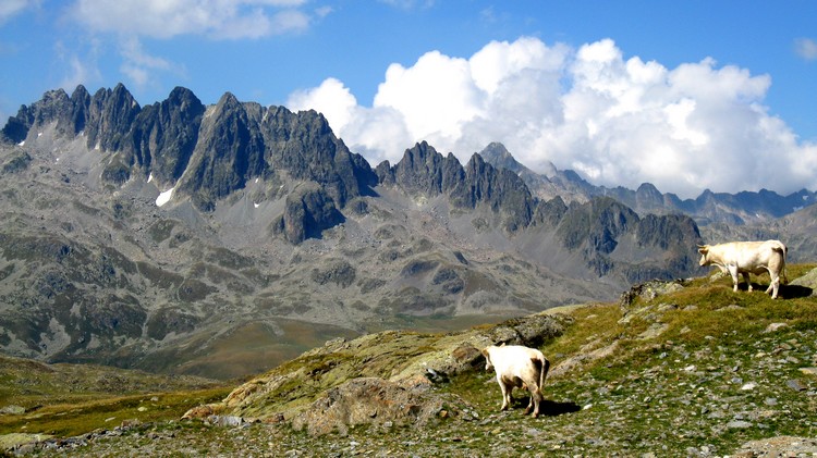 Vaches : Trop belles ces vaches qui broutent devant les Aiguilles