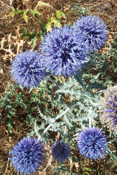 #3 Chardons : Quel beau bleu ! Chardons : Quel beau bleu !