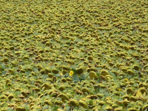 #3 Tournesol : champ Tournesol : champ