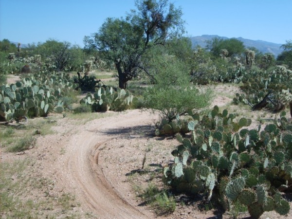 Trace : Le sentier qui fait des S entre les massifs de cactus.