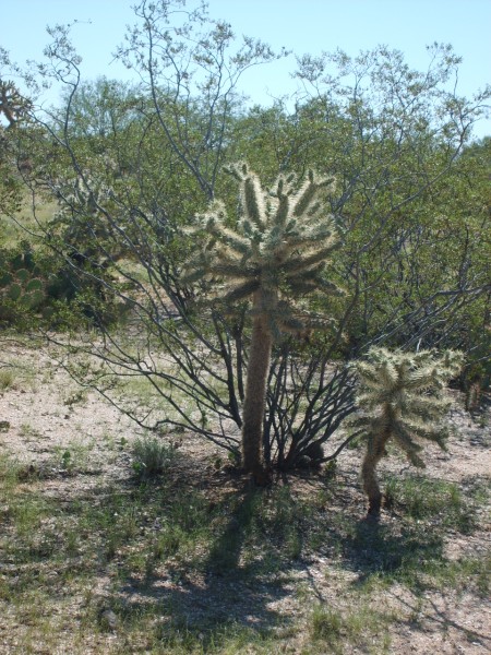 Cactus : Ca pique ces trucs.
