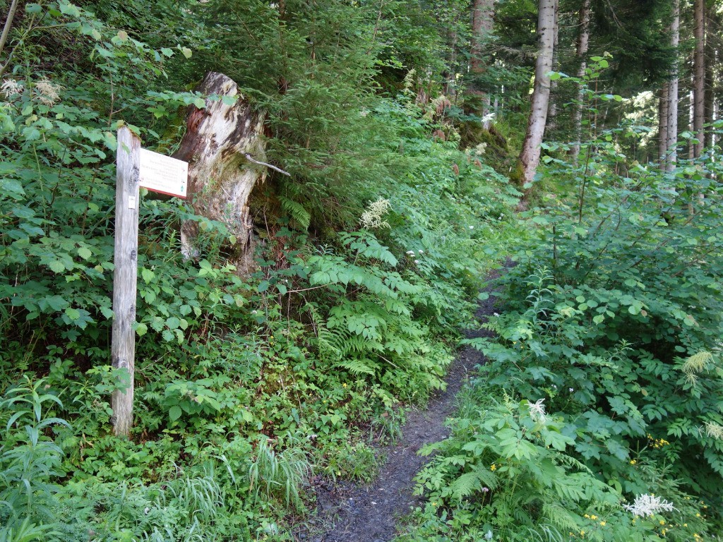 Fin de la piste, début du sentier encombré et humide ! 