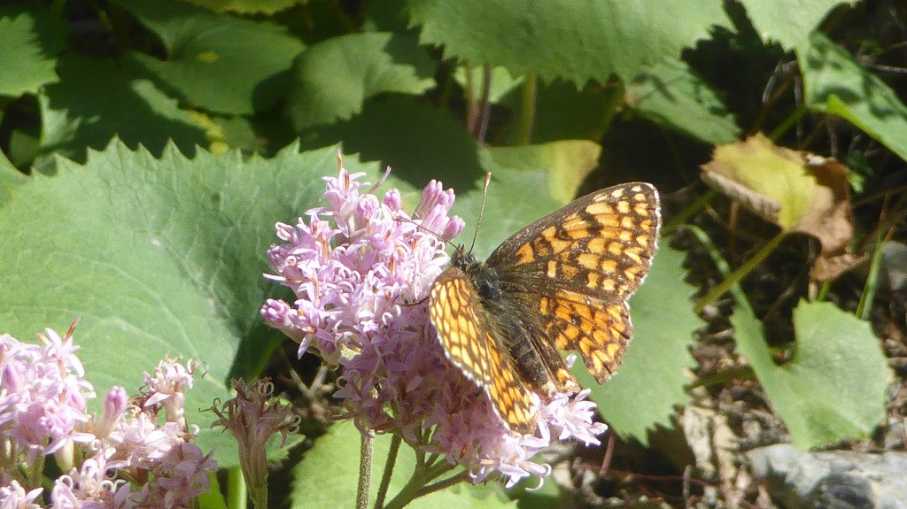 Faune et flore