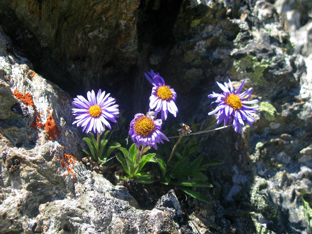 #24 Asters Asters
