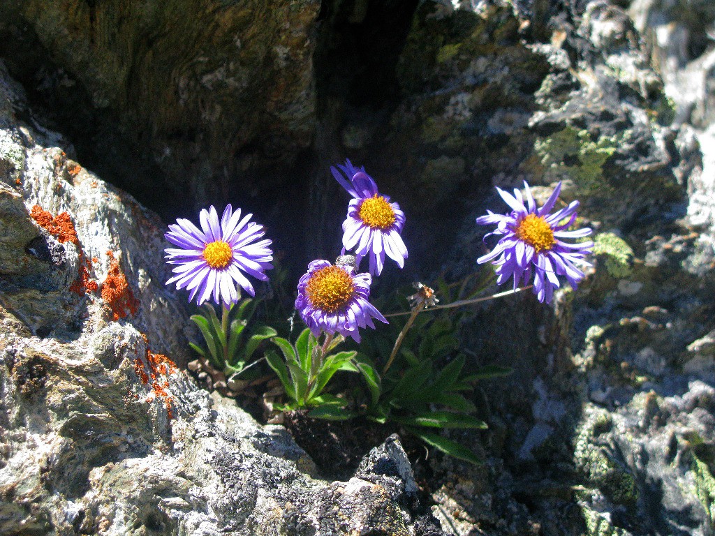 Asters