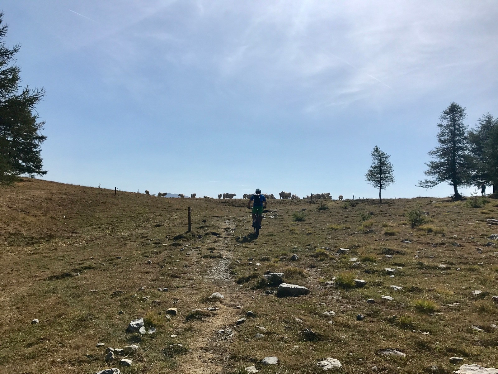 #11 Arrivée au col des Champs, accueilli par les vaches Arrivée au col des Champs, accueilli par les vaches