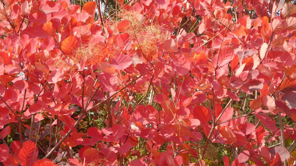 Et oui, c'est bien l'automne