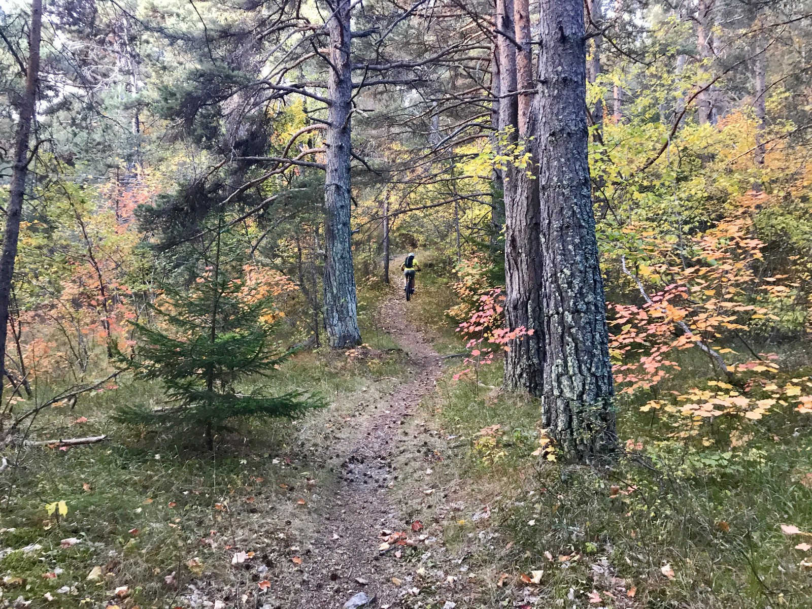 Dans le single du bois des Fabres pour se chauffer