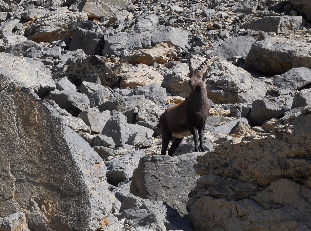 un bouc comme compagnon en montant à la Mortice