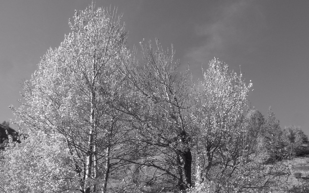 #10 volent au vent, les feuilles volent au vent, les feuilles