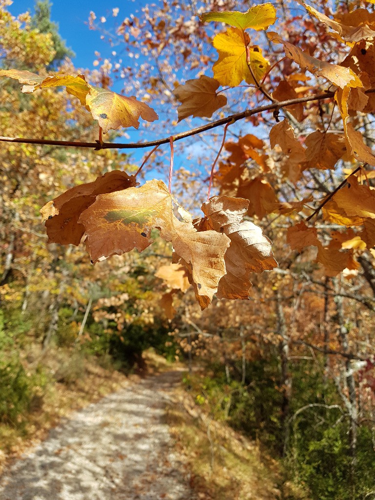 Automne et c'est couleur...