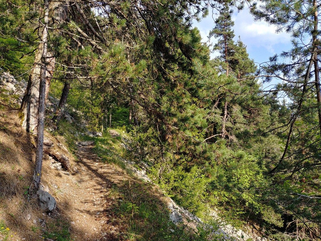 #1 Montée au Reray : manque les cigales Montée au Reray : manque les cigales