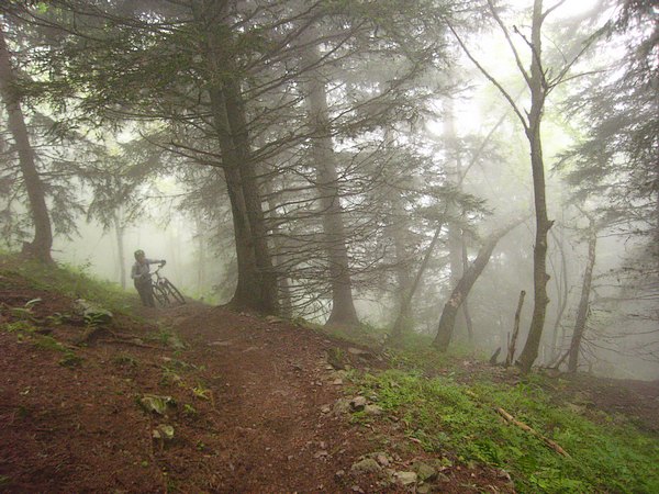 Gorille dans la Brume : (enfin plus pour la brume que la gorille)