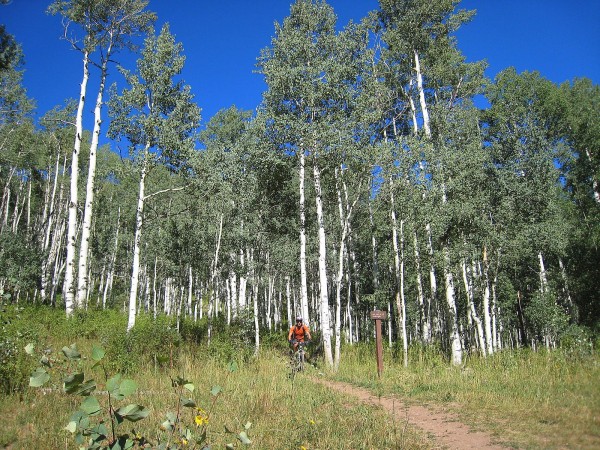 #5 Dyke Trail : A la sortie de la forêt de bouleaux Dyke Trail : A la sortie de la forêt de bouleaux
