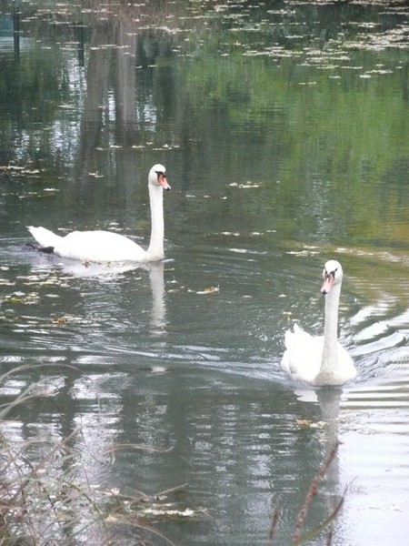 #4 cygnes : du lac de Vaivre cygnes : du lac de Vaivre