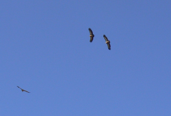 #7 Vautour : Vautour fauve (à ce qu Vautour : Vautour fauve (à ce qu'on m a dit) si quelqu'un peut confirmer... en tout cas majestueuse rencontre avec un groupe d'une vingtaine d'oiseaux.