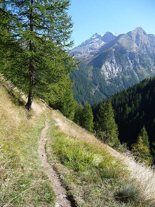 #12 Le Binntal et ses mélèzes : Les fameux mélèzes du Binntal pour Mic Le Binntal et ses mélèzes : Les fameux mélèzes du Binntal pour Mic'hel