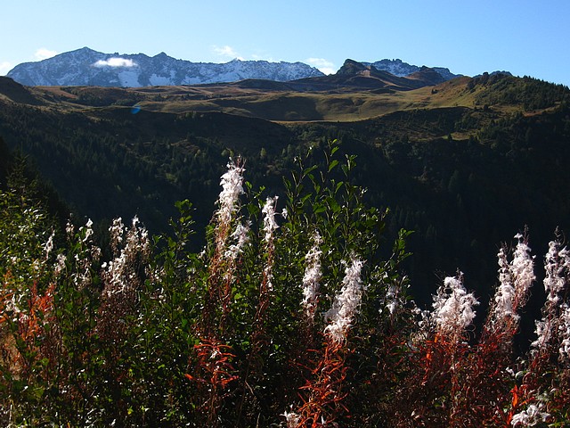 Merdaret : Belle Etoile et épilobes