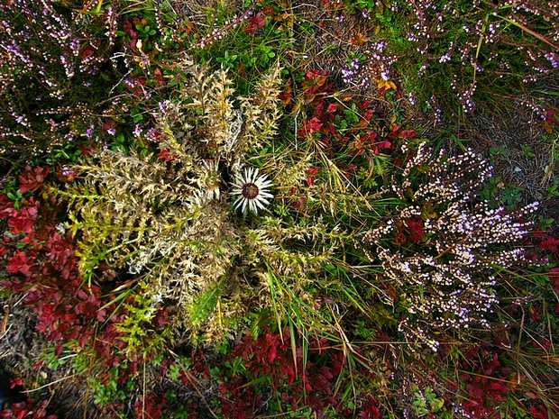 Merdaret : Bouquet d'automne