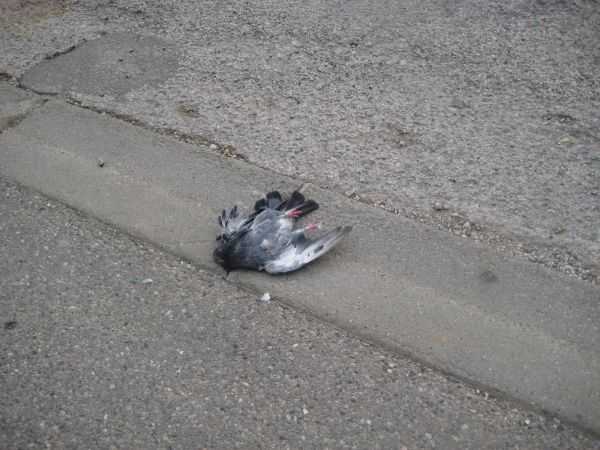 Pigeon vole (plus) : La seule victime de la rencontre... Comme quoi même le vélo c'est dangereux pour ceux qui sont moins protégés ! Sanfroic t'es un barbare !!!