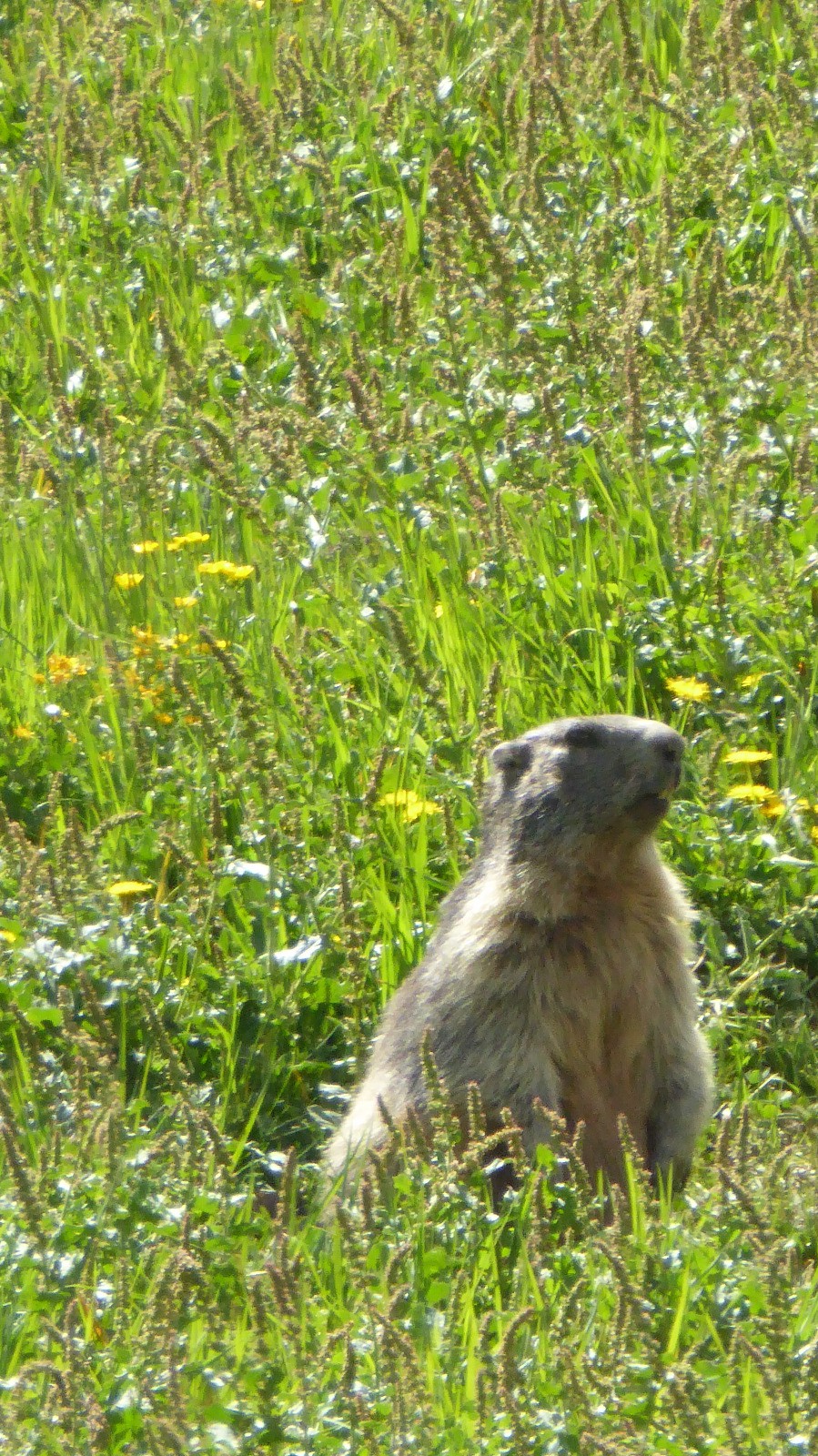 Dame Marmotte