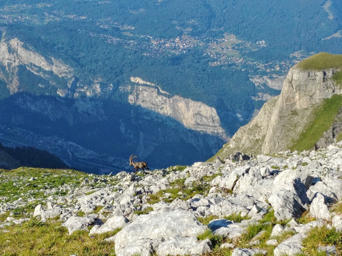 On a croisé un troupeau