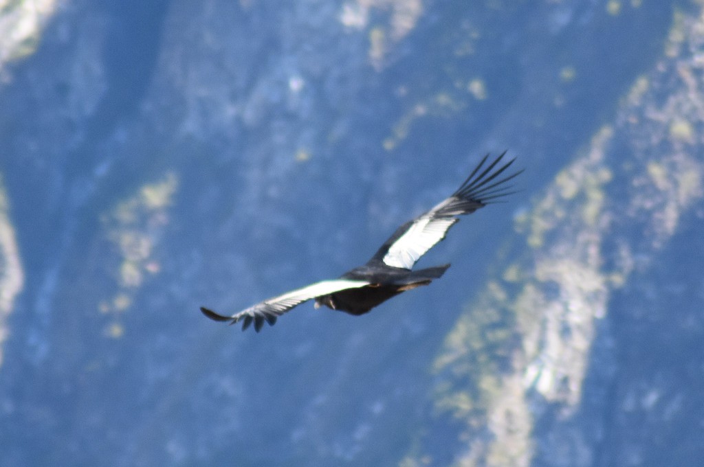 #1 El Condor Passa El Condor Passa