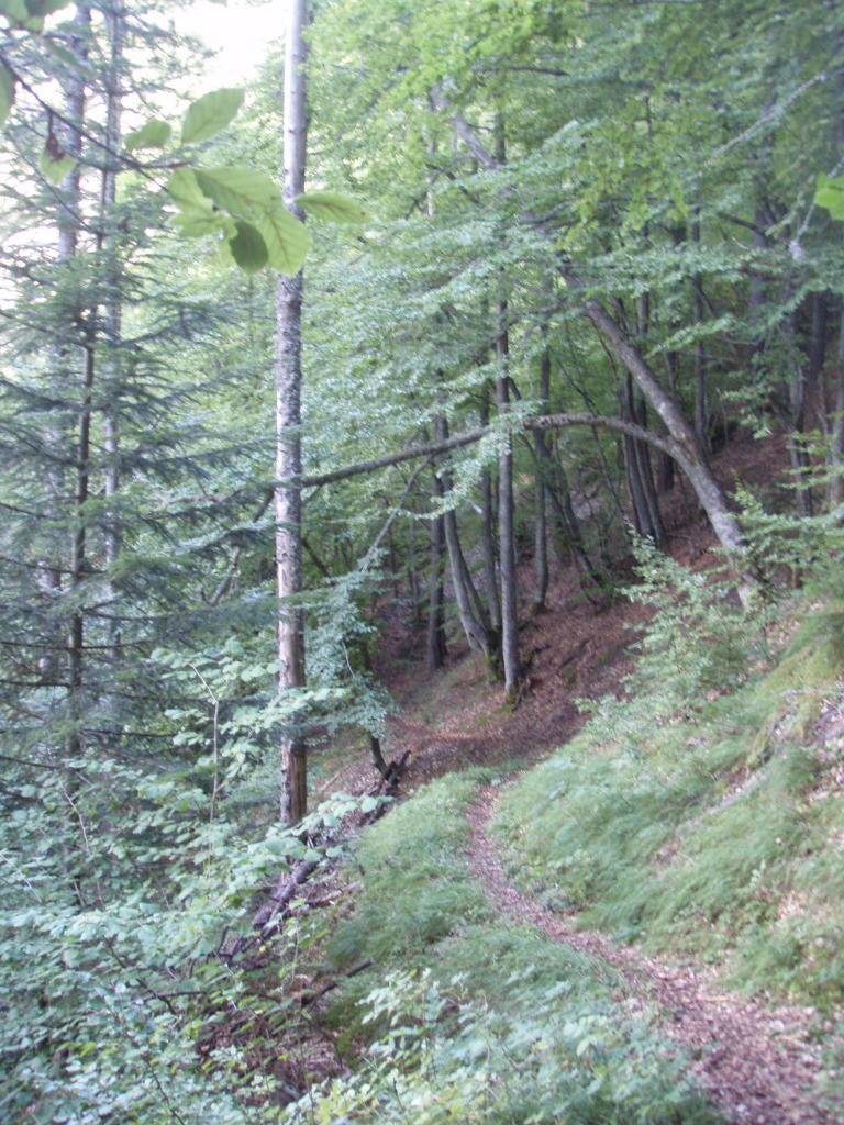 #14 Descente de la Forêt du Gargas Descente de la Forêt du Gargas