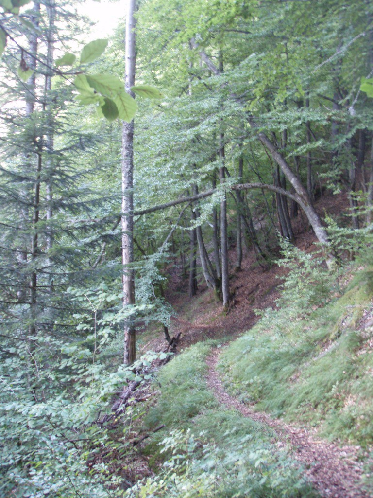 Descente de la Forêt du Gargas