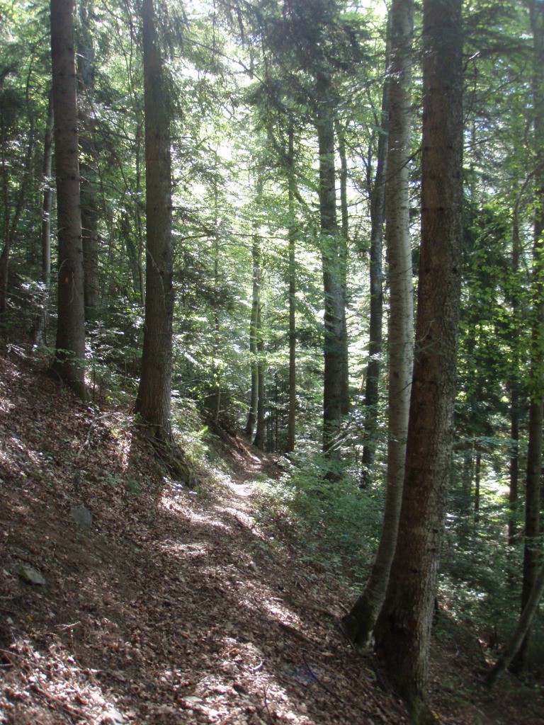 Dans la descente du sentier botanique